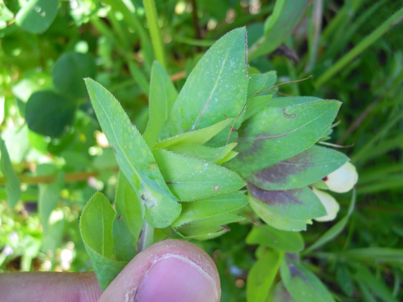 Cerinthe major